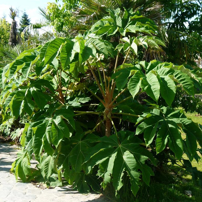 Tetrapanax papyrifer 'Rex Group' Big Plant Nursery selection - Big Plant  Nursery