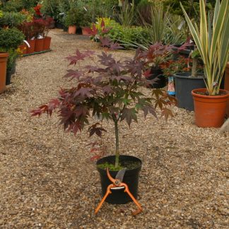 Acer palmatum 'Atropurpureum' at Big Plant Nursery in Sussex