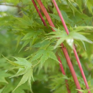 Acer palmatum 'Sangu Kaku' at Big Plant Nursery in Sussex
