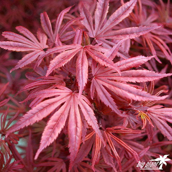 japanese-maples-big-plant-nursery