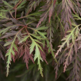 Acer palmatum dissectum 'Orangeola' at Big Plant Nursery in Sussex