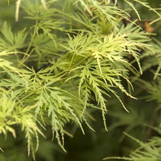 Acer palmatum dissectum 'Seiryu'