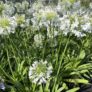 Agapanthus 'Queen Mum' flowers at Big Plant Nursery