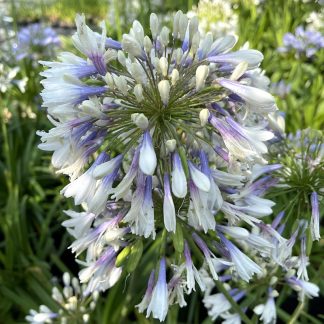 Agapanthus 'Twister' in flower at Big Plant Nursery