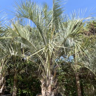 Butia odorata mature specimen
