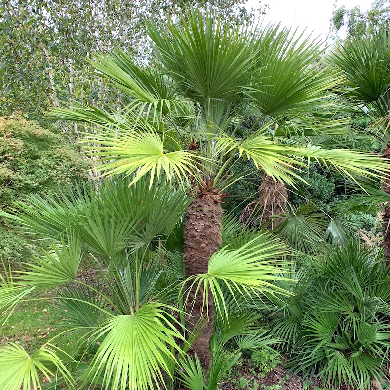Chamaerops humilis