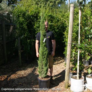 Cupressus sempervirens 'Pyramidalis' at Big Plant Nursery