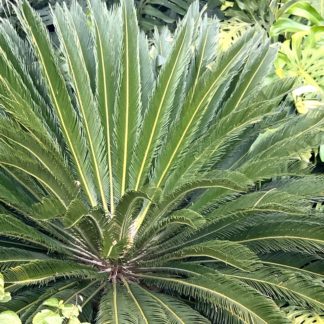Cycas revoluta mature plant