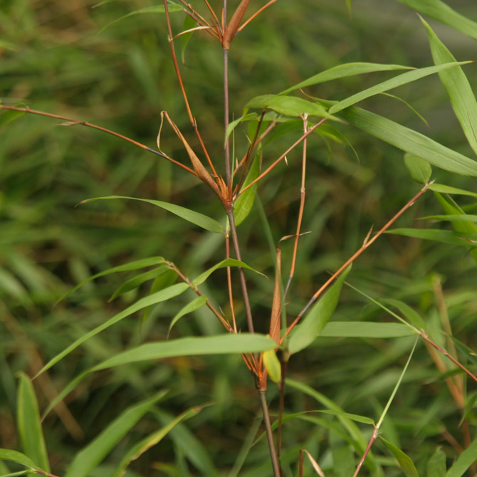Fargesia scabrida 'Asian Wonder'