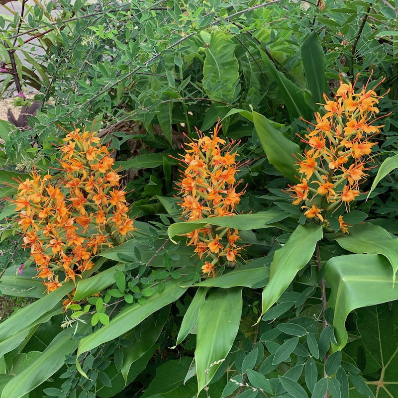 Hedychium coccineum discount