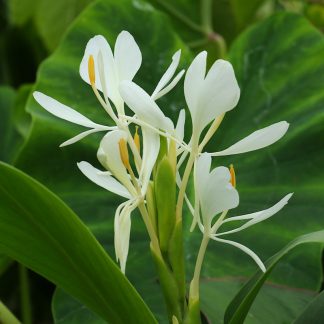 Hedychium forrestii flower at Big Plant Nursery