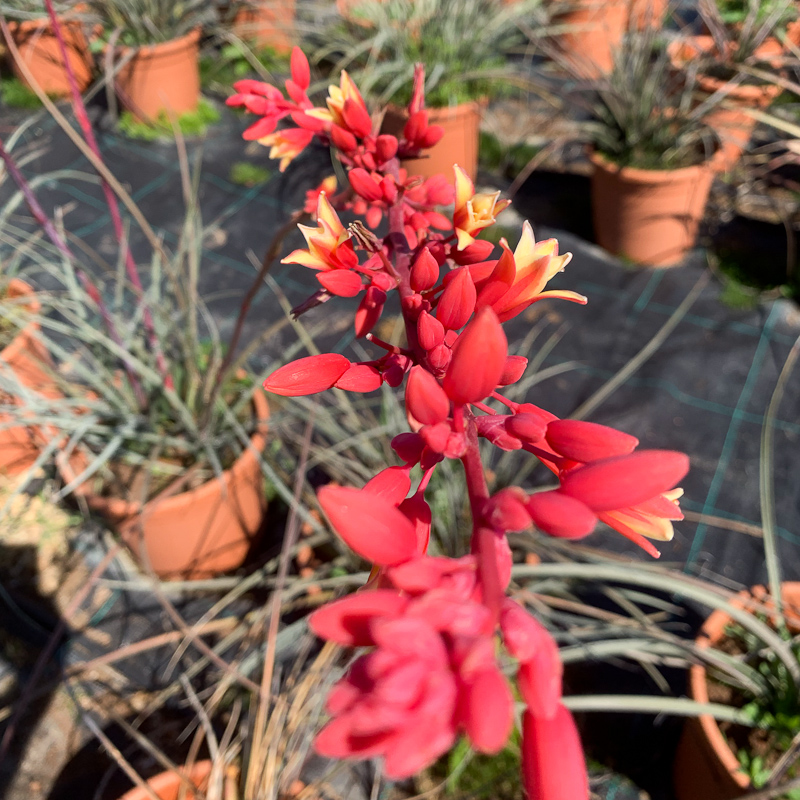 Hesperaloe parviflora