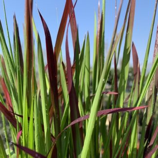 Imperata cylindrica 'Red Baron' close-up of leaves