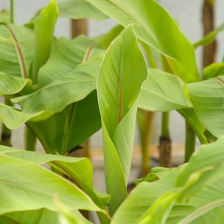 Japanese banana Musa basjoo at Big Plant Nursery