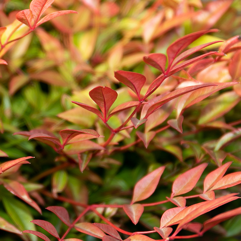 Nandina Gulf Stream In Vaso 24cm – Pianta Sempreverde Da Esterno Con Foglie Color Bronzo E Arancio - 4
