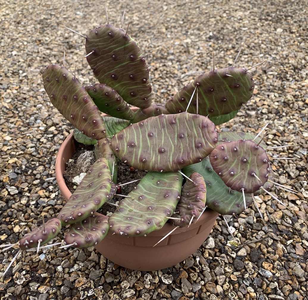 reddit hedera Ivy  www.augi-plants.lv