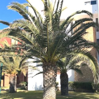 Phoenix canariensis mature plants growing in Andalucia