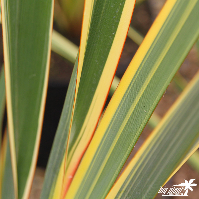Phormium tenax 'Variegatum'