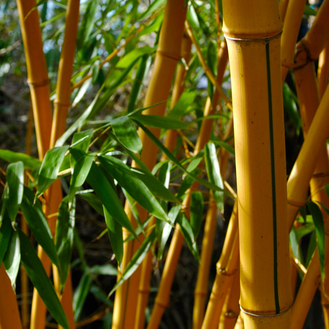 Phyllostachys vivax 'Aureocaulis' - Big Plant Nursery