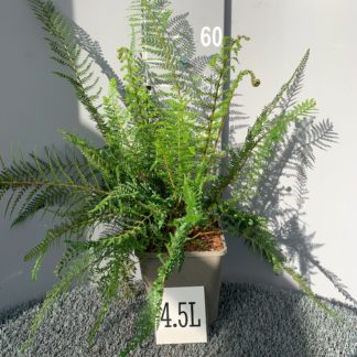 Polystichum setiferum 'Proliferum' 4.5 litre plant at Big Plant Nursery