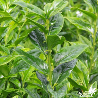 Sarcococca confusa - Image 2