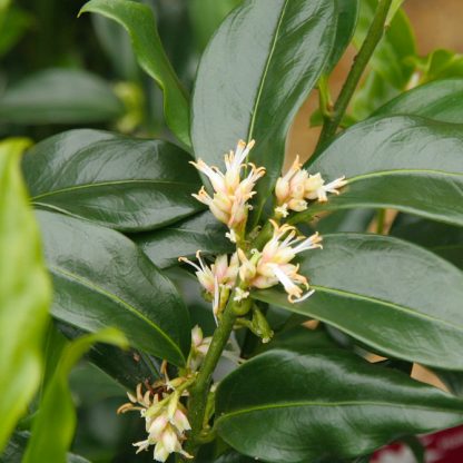 Sarcococca confusa - Image 3
