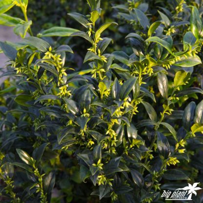 Sarcococca confusa