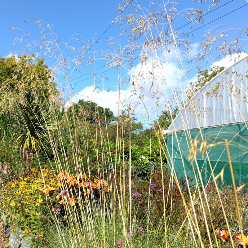 Stipa gigantea