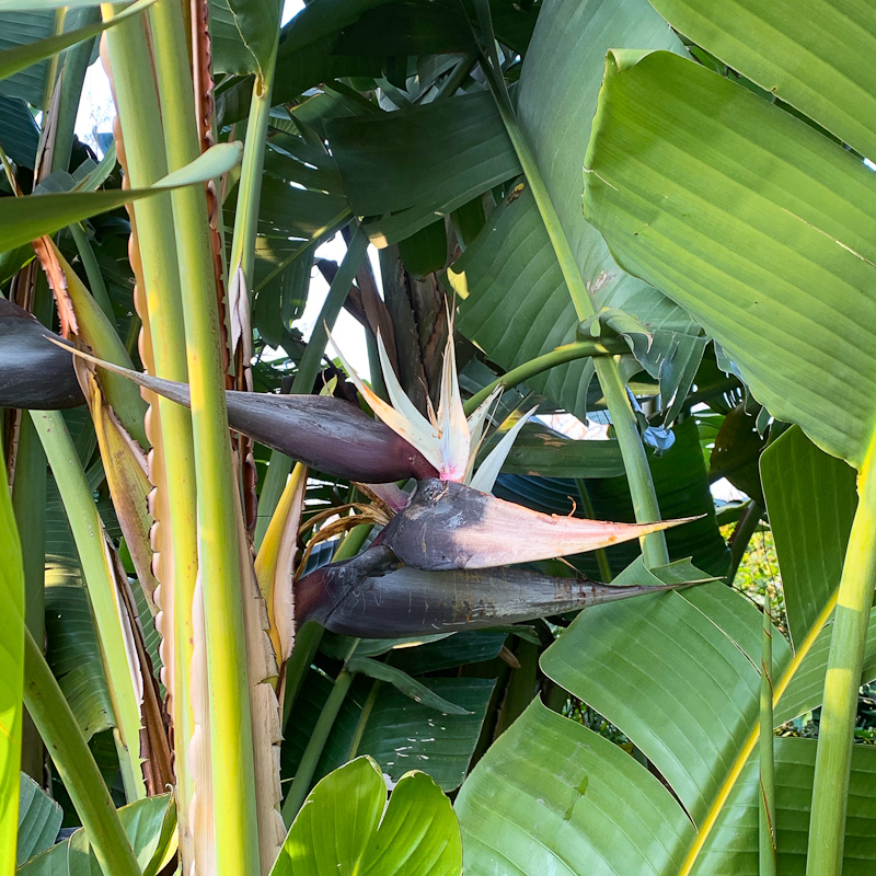 cooking plant Cooking Garden Course – Learn to Grow & Cook with Fresh Organic Greens –  Planted Places main image 1