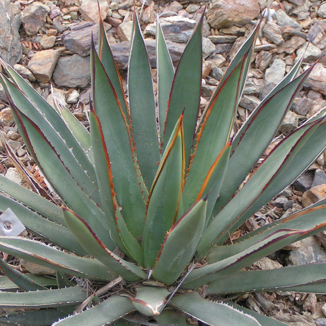 agave cupreata Tequila from Michoacán: Curado Coyote Cupreata main image 0