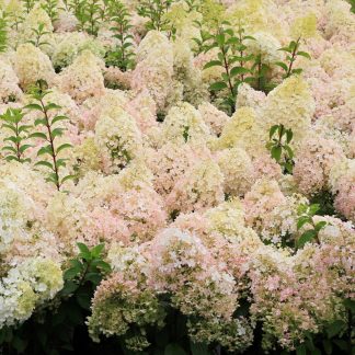 Hydrangea 'Pinky Winky' flowers