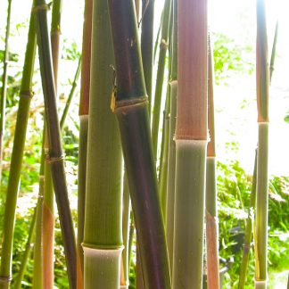 Phyllostachys