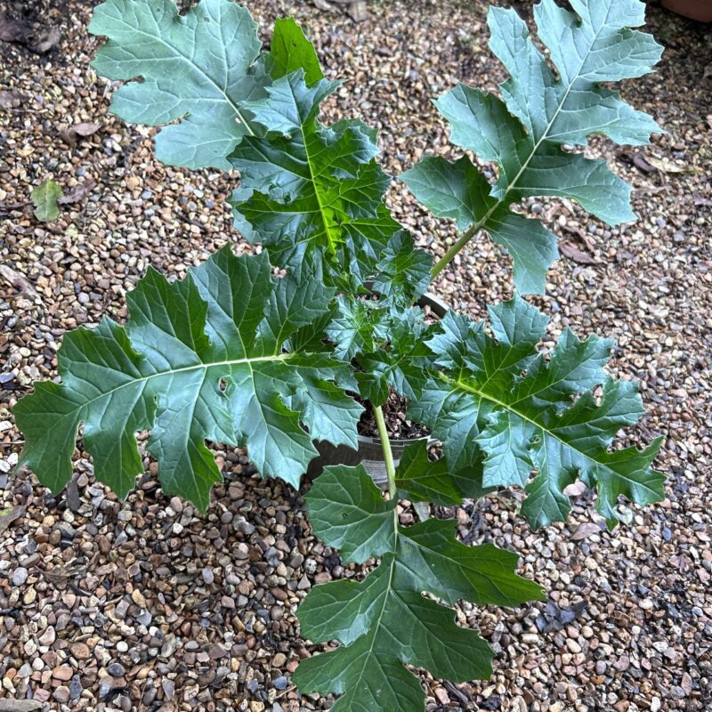 Acanthus Mollis