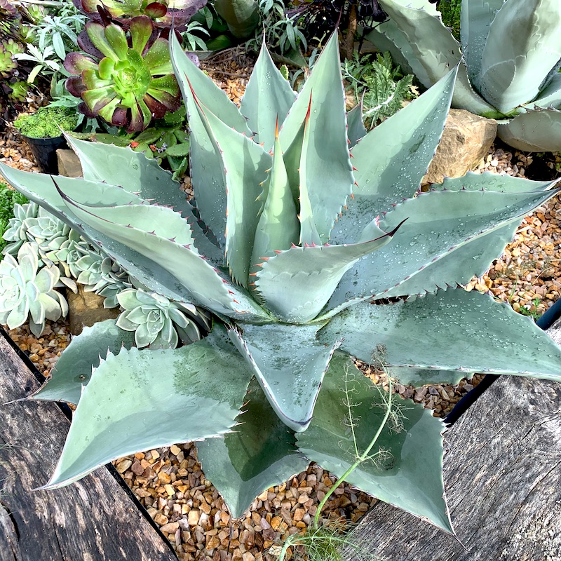 Agave hybrid ovaticata ovatifolia x truncata アガベ