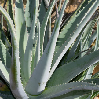 Aloe vera mature stem leaves