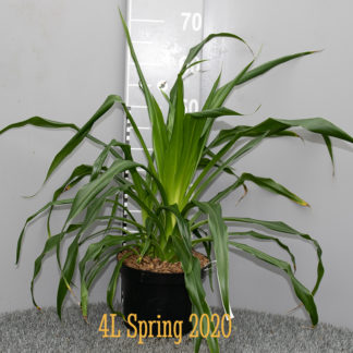 Beschorneria albiflora 4 litre plant