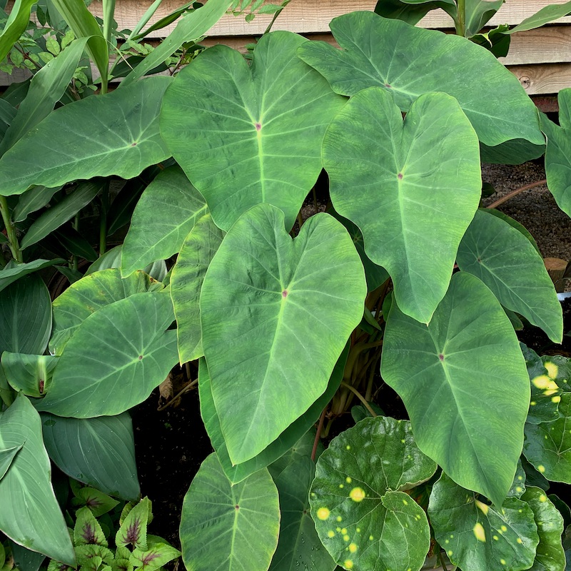 fatsia japonica indoor plant Fatsia Japonica Indoor Plant
