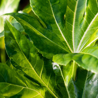 Fatsia japonica 'Murakumo Nishiki' leaves
