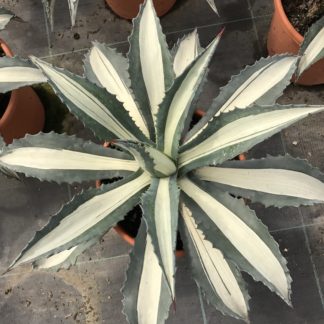 Agave americana mediopicta