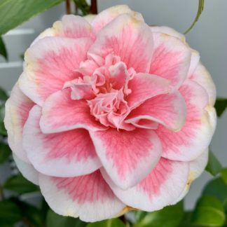 Camellia 'Look Away' flower close-up