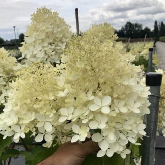 Hydrangea 'Limelight flowers