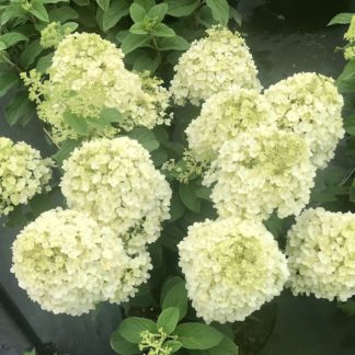 Hydrangea 'Little Lime' flowers