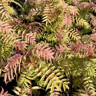 Sorbaria 'Sem' spring foliage