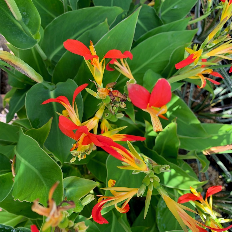 Canna patens - Big Plant Nursery