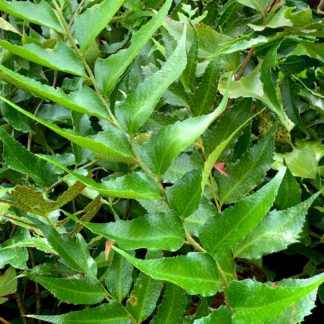 Cyrtomium falcatum close up of leaves at Big Plant Nursery