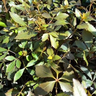 Pseudopanax lessonii 'Rangatira' close up of leaves at Big Plant Nursery