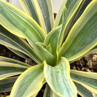 Yucca gloriosa at Big Plant Nursery