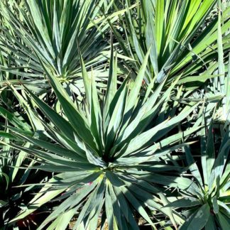 Yucca gloriosa mature plants