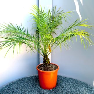 Phoenix roebelenii at Big Plant Nursery