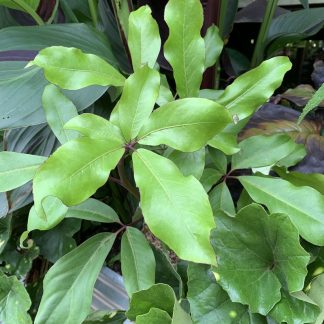 Pseudopanax laetus at Big Plant Nursery